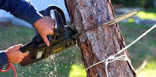 How Our Tree Care Process Works  in  Bellflower, CA